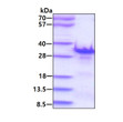 SDS-PAGE gel of recombinant human CHMP1B protein under reducing conditions stained with Coomassie blue