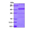 SDS-PAGE gel of recombinant human NPM1 protein 3µg stained with Coomassie blue