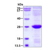 SDS-PAGE gel showing recombinant human ULBP-2 protein 3µg under reducing conditions with Coomassie blue staining