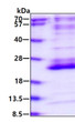 SDS-PAGE of recombinant human RhoG protein under reducing conditions stained with Coomassie blue
