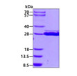 SDS-PAGE gel of recombinant human HSCB protein 3µg under reducing conditions Coomassie blue stain