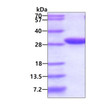 SDS-PAGE gel showing recombinant human Ubc6 UBE2J2 protein 3µg under reducing conditions with Coomassie blue stain