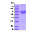 SDS-PAGE gel of recombinant human Cyclin B1 protein under reducing conditions stained with Coomassie blue