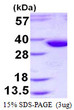 SDS-PAGE gel of recombinant human Epimorphin Syntaxin 2 protein 3µg Coomassie blue stain