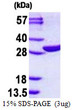 SDS-PAGE gel of recombinant human EMG1 protein 3µg under reducing conditions stained with Coomassie blue