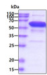 SDS-PAGE gel of recombinant human Catalase protein 3µg under reducing conditions with Coomassie blue staining