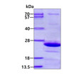 SDS-PAGE of recombinant human Endomucin protein 3μg under reducing conditions Coomassie blue stain