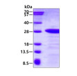 Recombinant human DBNDD2 protein SDS-PAGE gel under reducing conditions with Coomassie blue stain