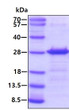 SDS-PAGE gel of recombinant human Ephrin-B3 protein under reducing conditions stained with Coomassie blue