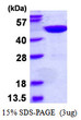 SDS-PAGE gel of recombinant human OLA1 protein 3µg under reducing conditions stained with Coomassie blue