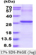 SDS-PAGE gel of recombinant human 2B4 CD244 protein under reducing conditions