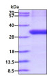 SDS-PAGE gel of recombinant human C4BPB protein under reducing conditions stained with Coomassie blue