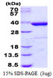 SDS-PAGE gel of recombinant human Syntaxin 4 protein stained with Coomassie blue