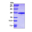 SDS-PAGE gel of recombinant human SIAH1 protein 3µg under reducing conditions Coomassie blue stain