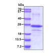 SDS-PAGE gel of recombinant human ARC NOL3 protein under reducing conditions with Coomassie blue stain