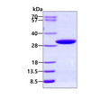 STJP017783 recombinant human PAFAH1B3 protein SDS-PAGE under reducing conditions with Coomassie blue staining
