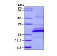 SDS-PAGE gel showing recombinant human CD161 KLRB1 protein 3µg under reducing conditions Coomassie blue stain