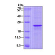 SDS-PAGE gel of recombinant human FOPNL protein under reducing conditions Coomassie blue stain
