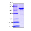SDS-PAGE gel of recombinant human CSNK2A2 protein under reducing conditions Coomassie blue stain