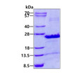 SDS-PAGE of recombinant human SEC22B protein under reducing conditions with Coomassie blue stain