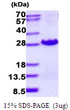 SDS-PAGE gel of recombinant human MOCS2 protein under reducing conditions stained with Coomassie blue