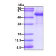 SDS-PAGE gel of recombinant human alpha-smooth muscle actin ACTA2 protein under reducing conditions