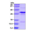 Recombinant human JAM-C protein SDS-PAGE gel 3µg reducing conditions Coomassie blue stain