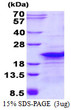 SDS-PAGE gel of recombinant human RPL26L1 protein under reducing conditions Coomassie blue stain