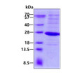 SDS-PAGE gel of recombinant human LYG2 protein 3µg under reducing conditions Coomassie blue stain