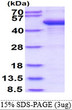 SDS-PAGE of recombinant human CYTH2 protein under reducing conditions Coomassie blue stain