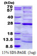 SDS-PAGE gel of recombinant human NDUFAF4 protein under reducing conditions Coomassie blue stain