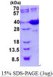 SDS-PAGE gel of recombinant mouse Galectin-4 LGALS4 protein under reducing conditions