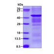 SDS-PAGE gel showing recombinant human AMPK beta 1 PRKAB1 protein 3µg reducing conditions Coomassie blue stain