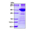 SDS-PAGE gel of recombinant human NEK7 protein 3μg under reducing conditions stained with Coomassie blue