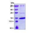 SDS-PAGE of recombinant human TRAPPC2 protein under reducing conditions stained with Coomassie blue
