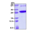 SDS-PAGE gel of recombinant human KCTD5 protein under reducing conditions stained with Coomassie blue