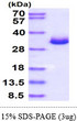 SDS-PAGE gel of recombinant mouse Galectin-3 LGALS3 protein 3 µg Coomassie stain