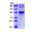 SDS-PAGE gel of recombinant human HGAL GCSAM protein under reducing conditions stained with Coomassie blue