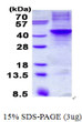 SDS-PAGE gel of recombinant human Apolipoprotein H APOH protein under reducing conditions