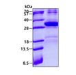 SDS-PAGE gel of recombinant human HES7 protein 3µg under reducing conditions stained with Coomassie blue