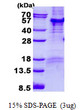SDS-PAGE gel of recombinant human PARD6B protein under reducing conditions Coomassie blue stain