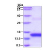 SDS-PAGE gel of recombinant human BCMA TNFRSF17 protein under reducing conditions Coomassie blue stain