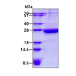 SDS-PAGE gel of recombinant human HEBP1 protein stained with Coomassie blue