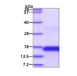 SDS-PAGE gel of recombinant human CD3 epsilon protein 3ug under reducing conditions stained with Coomassie blue