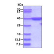 SDS-PAGE gel of recombinant human MPST protein 3µg stained with Coomassie blue