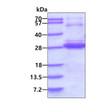 SDS-PAGE of recombinant human LSM12 protein 3µg under reducing conditions
