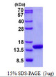 SDS-PAGE of recombinant human COX5A protein under reducing conditions
