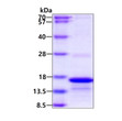 SDS-PAGE gel of recombinant human CD3 zeta CD247 protein under reducing conditions Coomassie blue stain