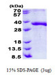 SDS-PAGE gel showing 3µg recombinant human JAM-B VE-JAM protein under reducing conditions