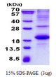 SDS-PAGE gel of recombinant human SLAM CD150 protein under reducing conditions